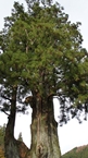 Big cedar tree of Tsukise：月瀬の大杉